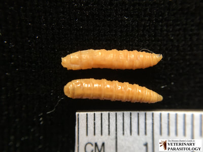 Cochliomyia macellaria (aka., secondary screw-worm, or blow fly) larvae (maggots) with non-pigmented tracheal trunks