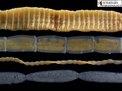 Spirometra mansonoides, Taenia sp., Mesocestoides sp., and Dipylidium caninum tapeworms