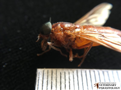 Tabanus sp. (aka., horse fly, gad fly)