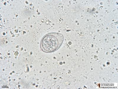 Cystoisospora felis (aka., feline coccidia) in fecal float