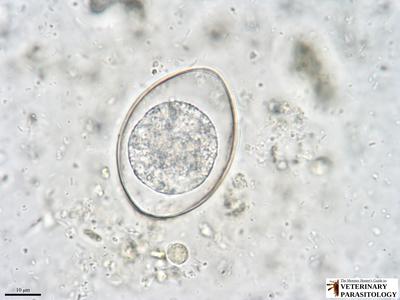Cystoisospora felis (aka., feline coccidia) in fecal float