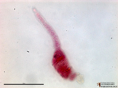 Cercaria of trematoda