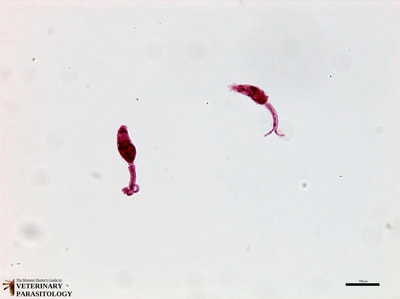 Schistosoma japonicum cercariae