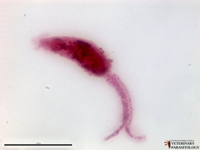 Schistosoma japonicum cercaria