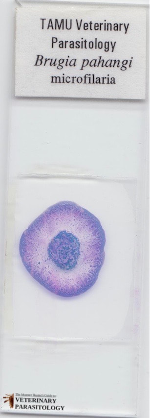 Brugia pahangi microfilaria