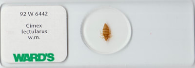 Cimex lectularius (aka., Bed Bug)
