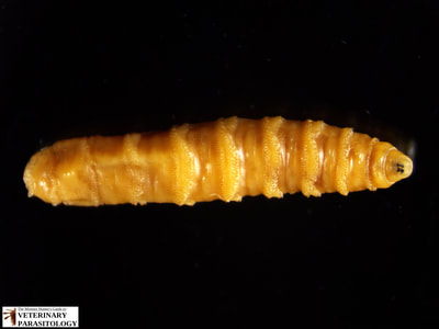Cochliomyia macellaria (aka., secondary screw-worm, or blow fly) larva (maggot) with non-pigmented tracheal trunks