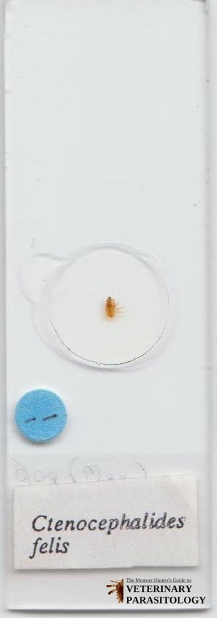 Ctenocephalides felis (aka., cat flea)