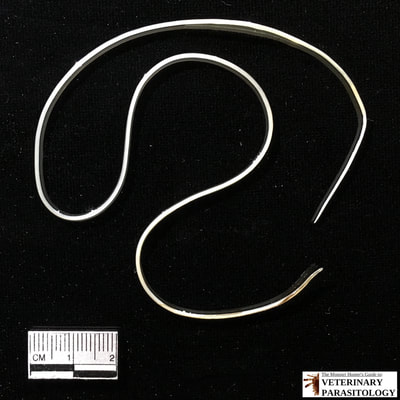 Dirofilaria immitis (Heartworm), adult female