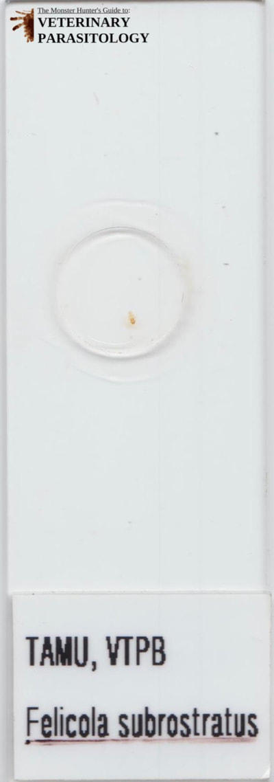 Felicola subrostratus (aka., cat louse) from cat