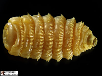 Gasterophilus intestinalis (aka., common horse bot fly, or bot fly) larva