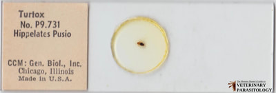 Hippelates pusio (aka., eye gnat)