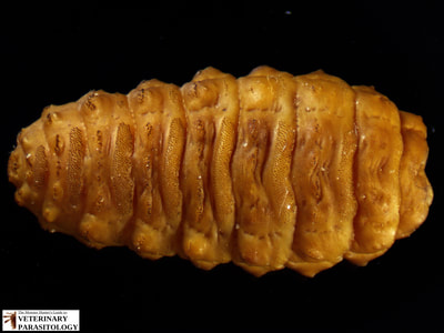 Hypoderma sp. (aka., warble fly, heel fly, bomb fly, gadfly, cattle grubs) larva