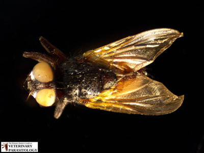Musca domestica (aka., common housefly)