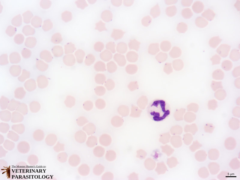 Mycoplasma haemofelis in the blood smear from a cat.
