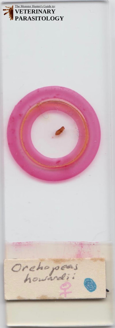Orchopeas howardi (aka., squirrel flea)