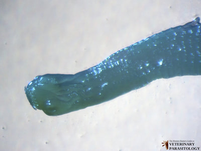 Taenia sp. tapeworm scolex with hooks