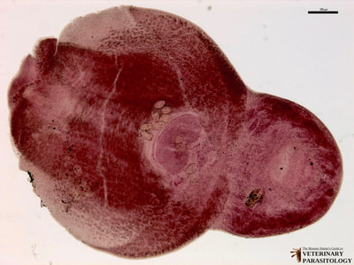 Alaria sp. fluke parasite