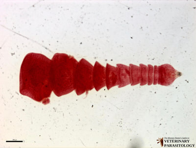 Amoebotaenia sphenoides