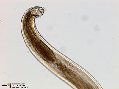 Ancylostoma duodenale