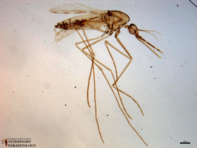 Anopheles sp. (aka., marsh mosquito)