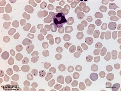 Babesia gibsoni, blood smear of Pit Bull puppy