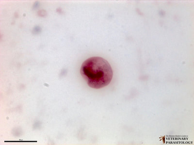 Balantidium coli cyst, fecal smear