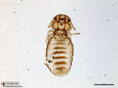 Bovicola sp. louse (aka., biting louse)