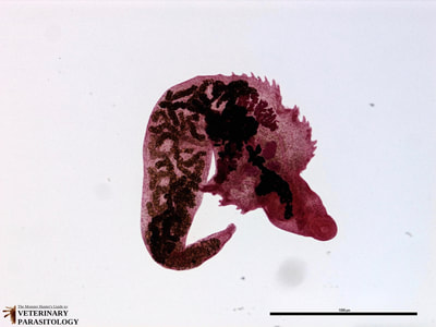 Brodenia serrata fluke parasite