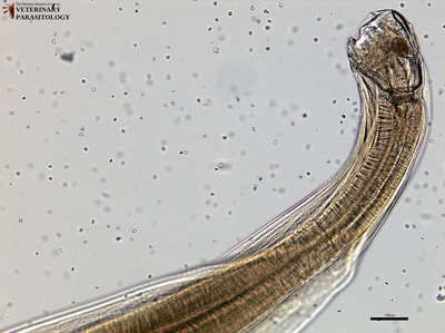 Bunostomum phlebotomum