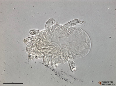 Cheyletiella sp. (aka., fur mite or walking dandruff) larva