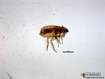 Ctenocephalides felis (aka., cat flea)