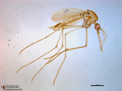 Culex sp. mosquito