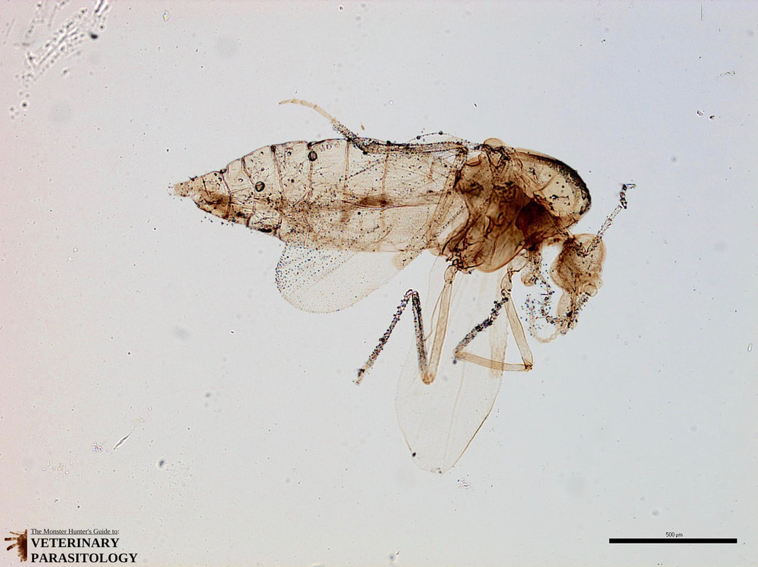 Culicoides Sp Flies Monster Hunter S Guide To Veterinary Parasitology