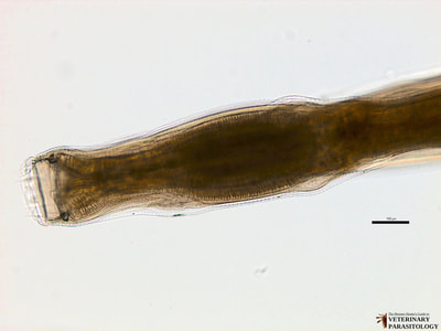 Cyathostome (aka., small strongyle or member of the subfamily Cyathostominae)