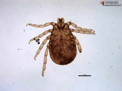 Dermacentor albipictus
