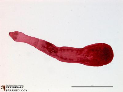 Echinococcus granulosus tapeworm