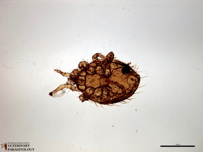 Echinolaelaps echidninus (aka., spiny rat mite) of rodents