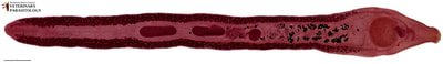 Echinoparyphium recurvatum