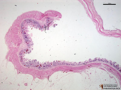 Eimeria macusaniensis microgamonts, macrogamonts, and oocysts in llama intestine