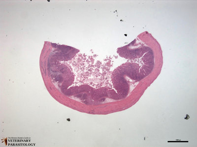 Eimeria tenella in intestine