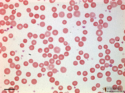 Eperythrozoon sp., blood smear