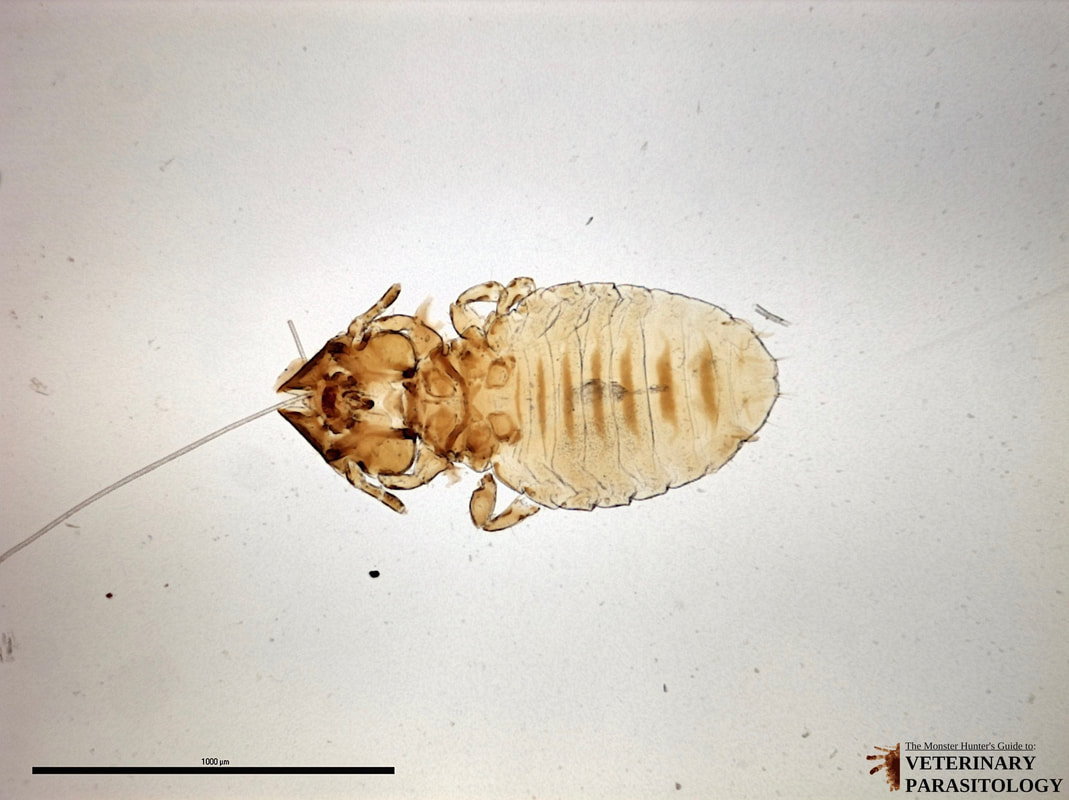 Felicola sp. Lice MONSTER HUNTER'S GUIDE TO VETERINARY PARASITOLOGY