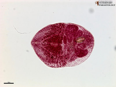 Fibricola texensis