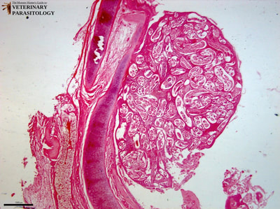 Filaroides osleri