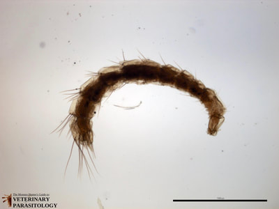 Flea larvae