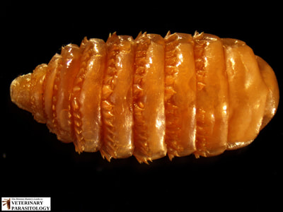 Gasterophilus nasalis (aka., throat bot fly) larvae