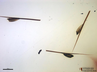 Gasterophilus sp. (aka., horse botfly) eggs on hair