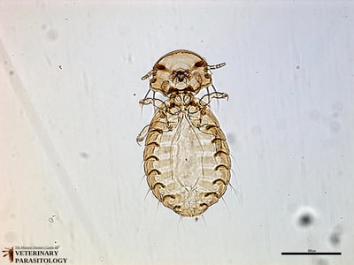 Goniocotes sp. (aka., fluff louse) of chicken, pheasant, pigeon