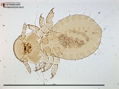 Goniodes sp. louse of chicken and guinea fowl